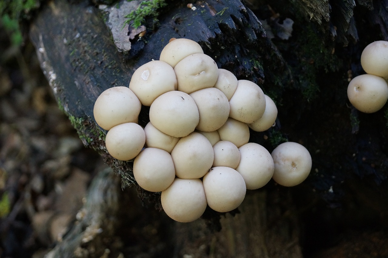 fungus  woods  mushroom free photo