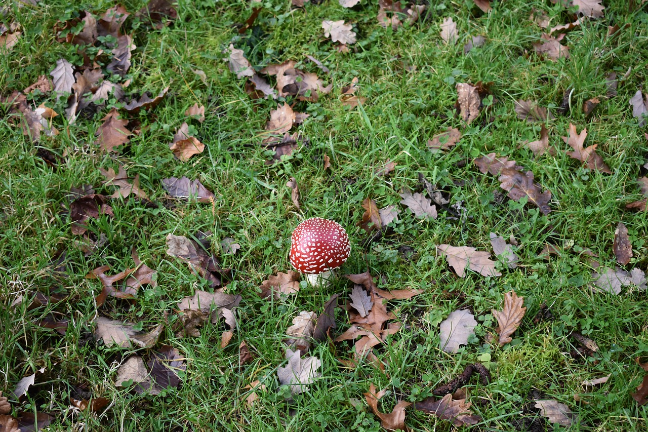 fungus  forest  fall free photo