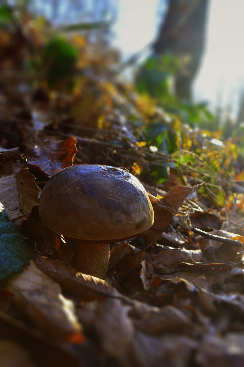 fungus  forest  autumn free photo