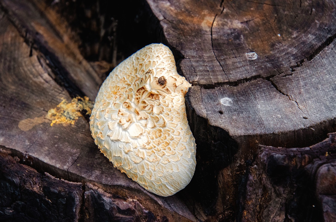 fungus  tree stump  white free photo