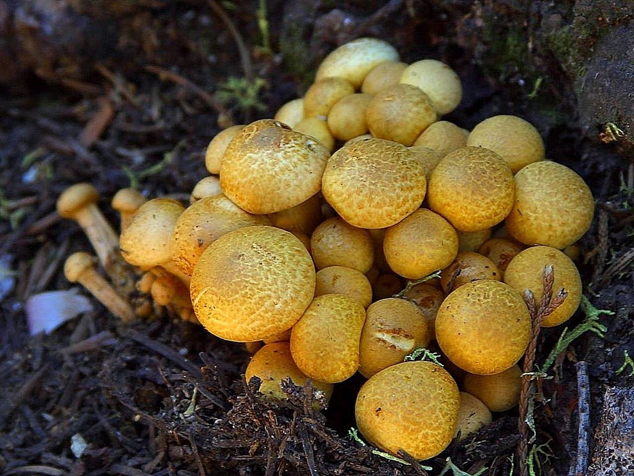 fungus mushrooms fungi free photo