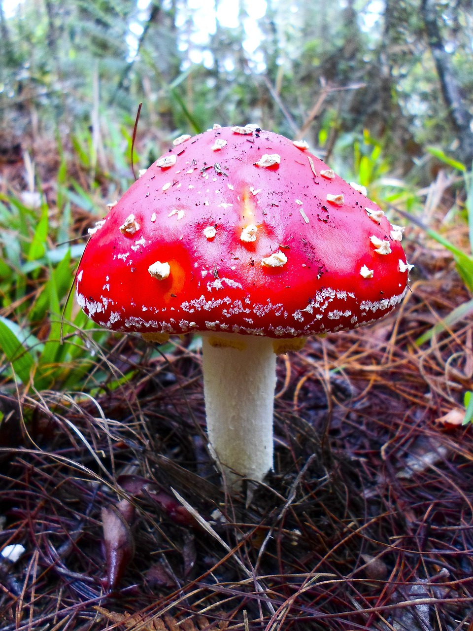 fungus  nature  fungi free photo