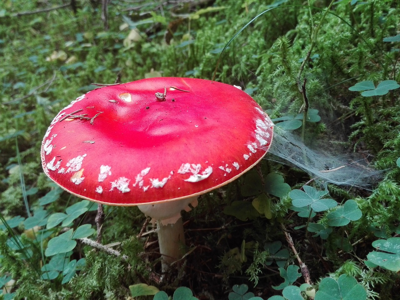 fungus  amanita  nature free photo