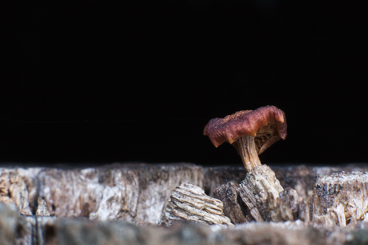 fungus  mushroom  nature free photo