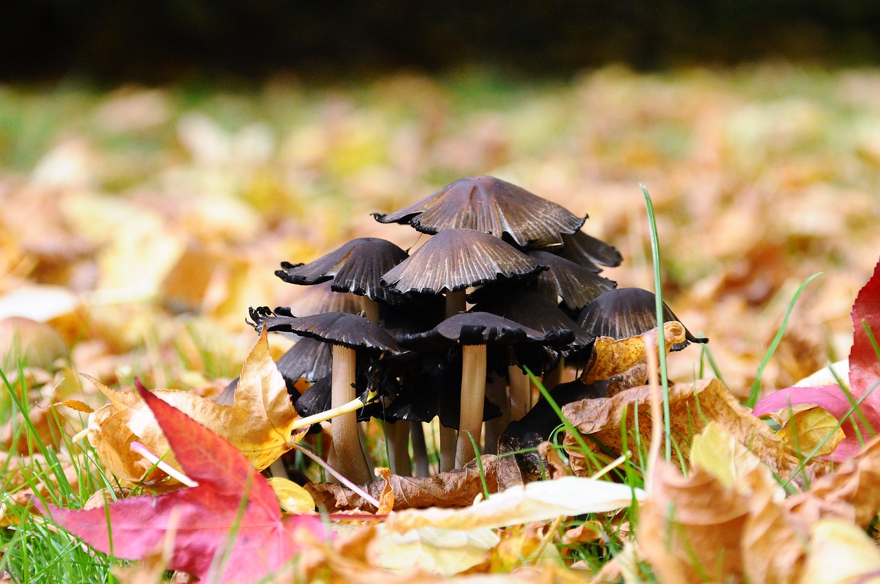 fungus  undergrowth  fall free photo