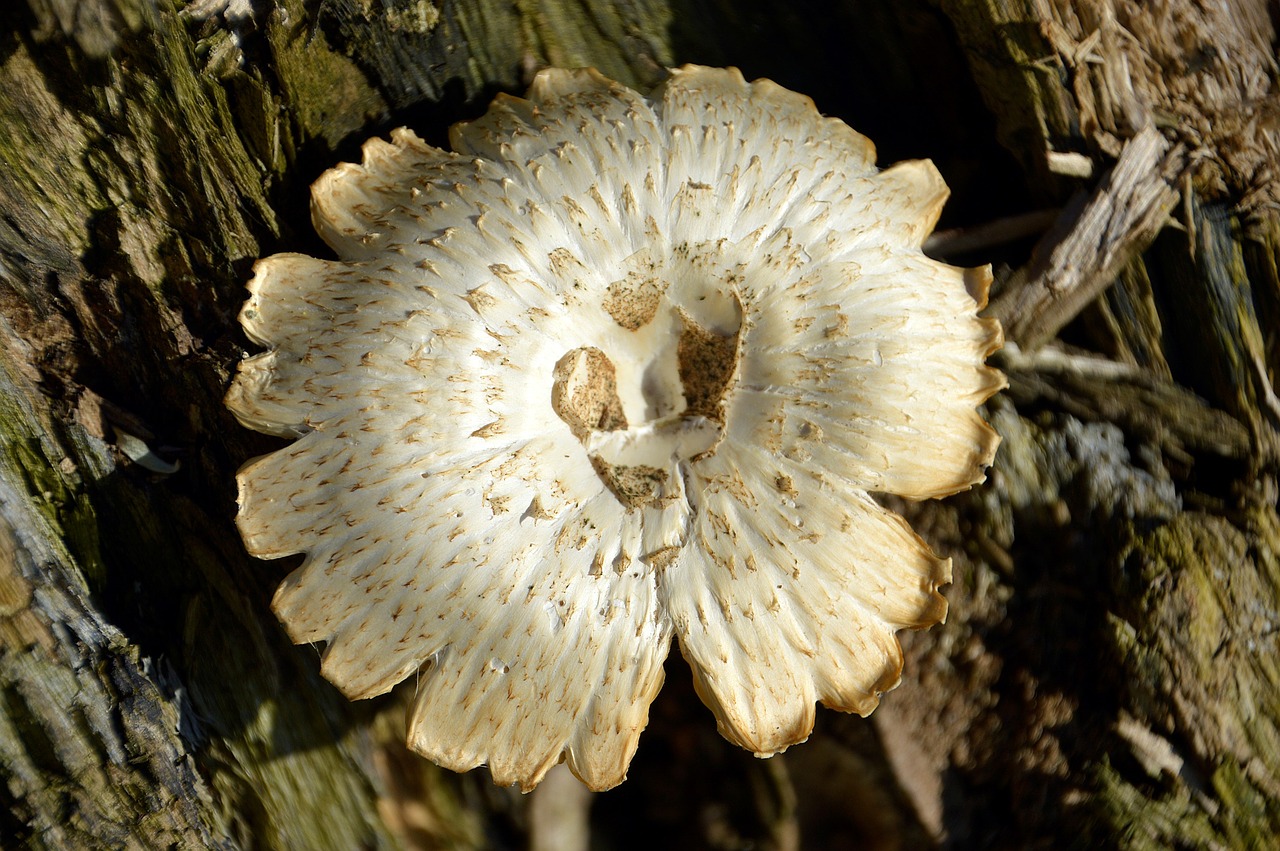 fungus  form  wood free photo