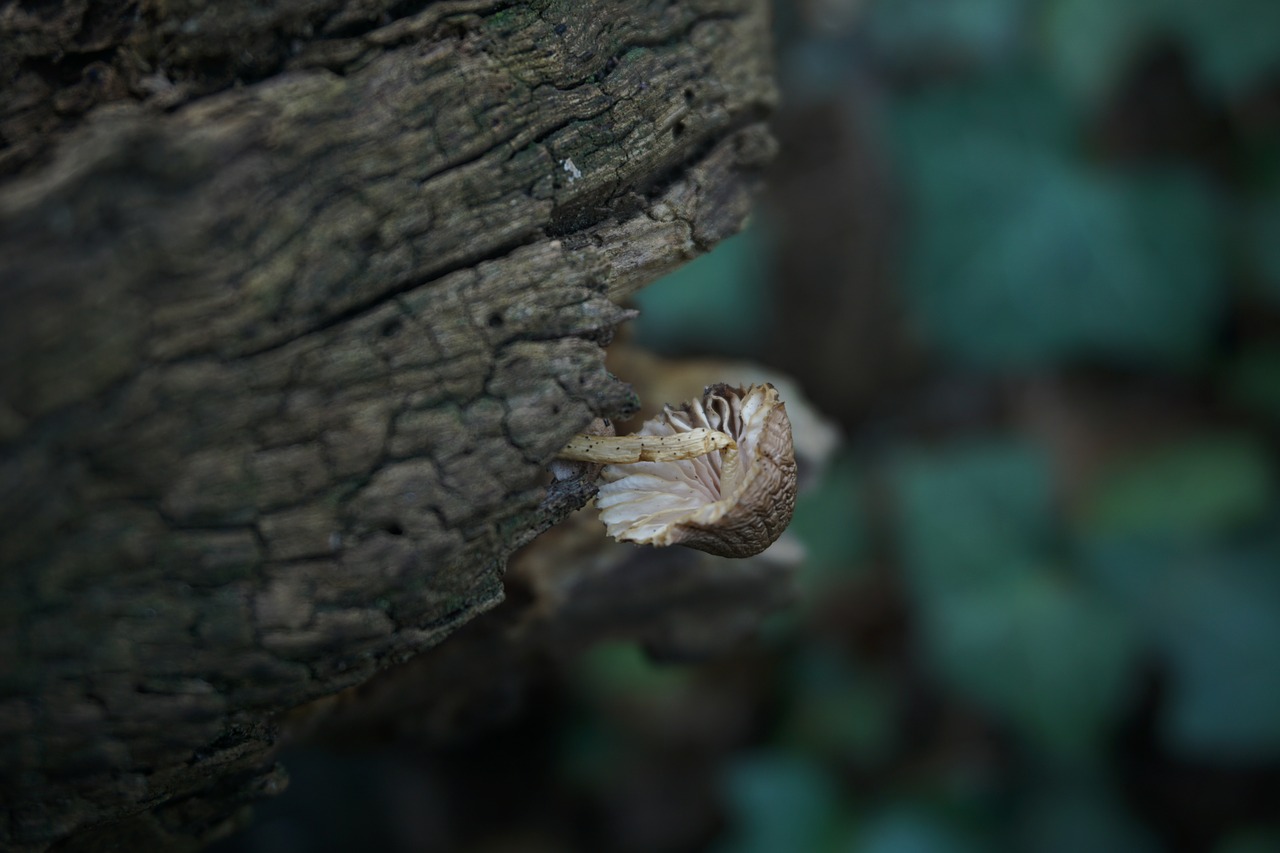 fungus  nature  strain free photo