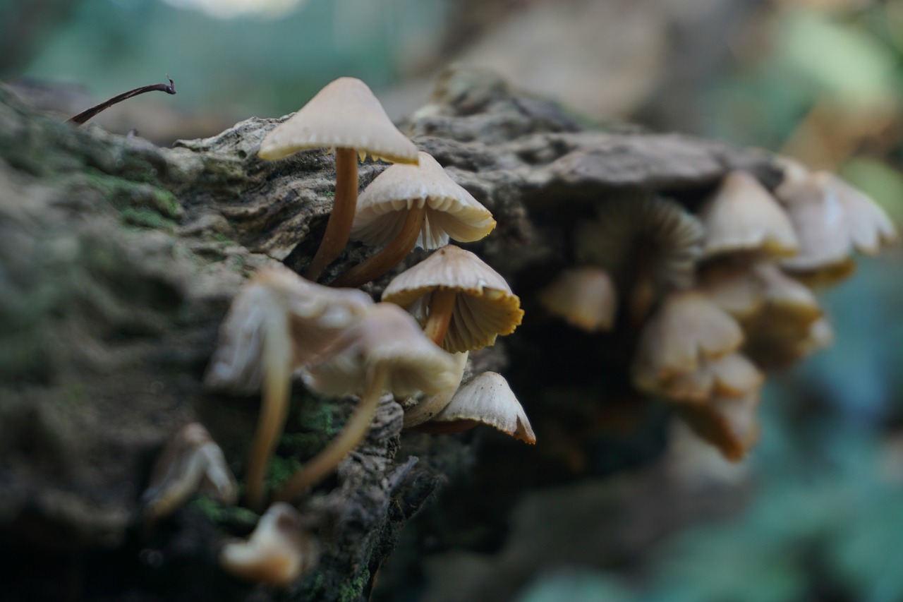 fungus  nature  forest free photo