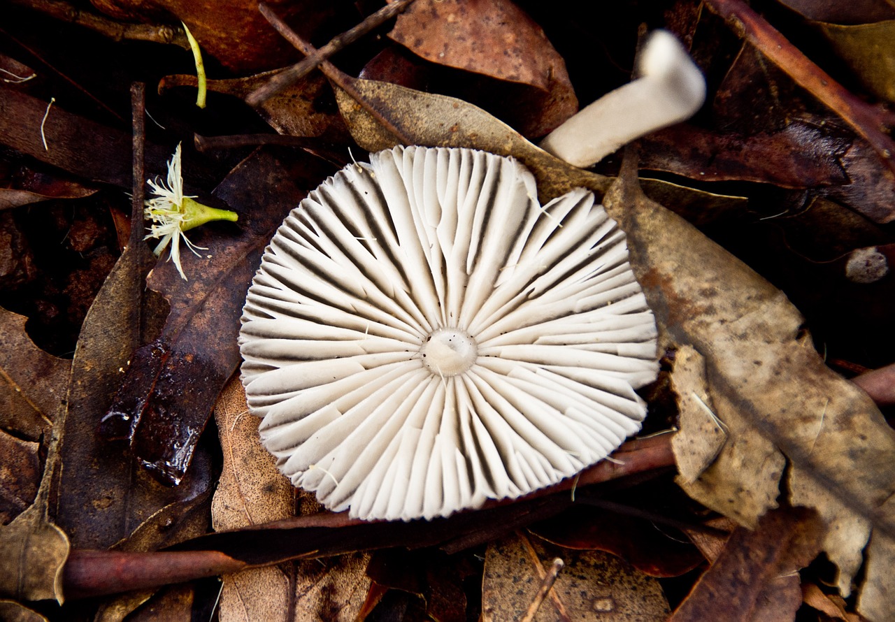 fungus round white free photo