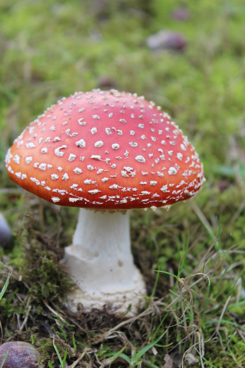 fungus  nature  mushrooms free photo