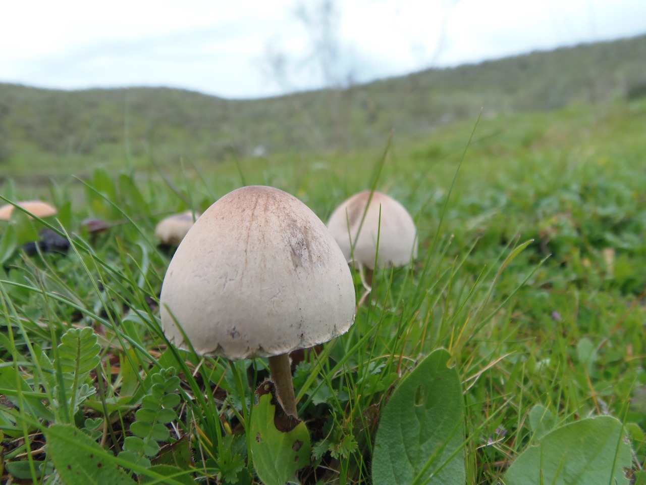 fungus mushrooms forest free photo