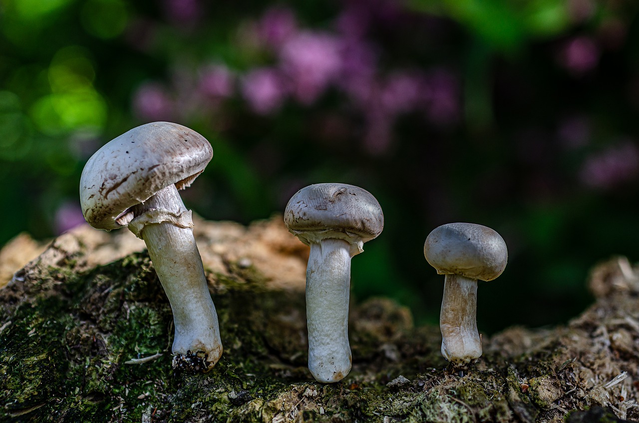 fungus  paris  nature free photo