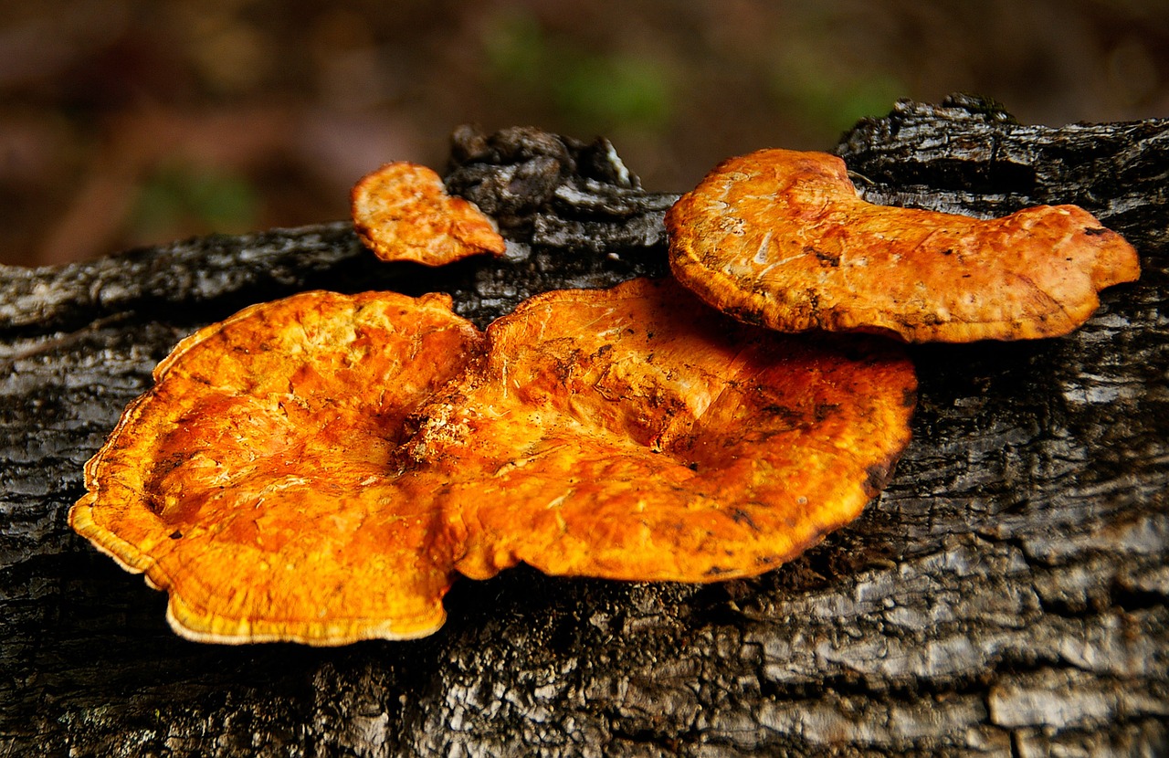 fungus orange decay free photo