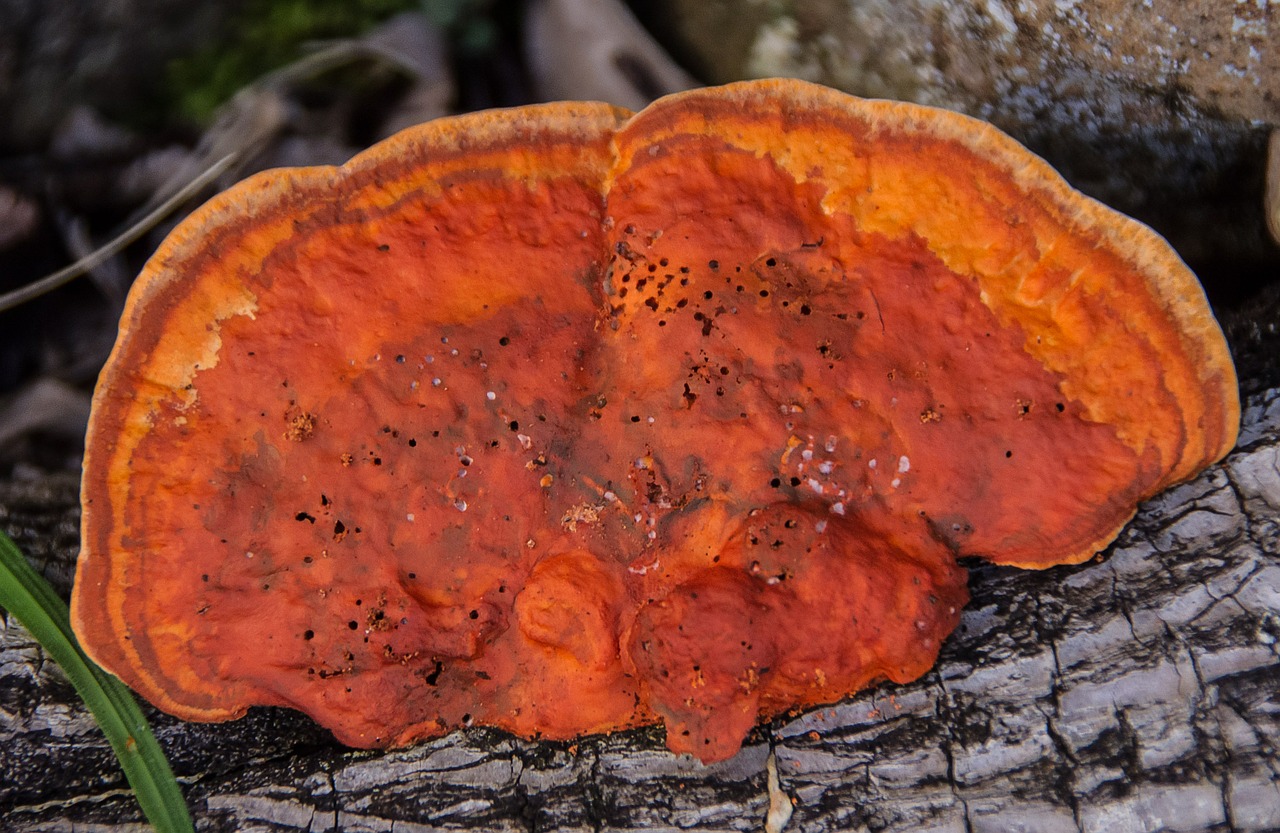fungus orange decay free photo