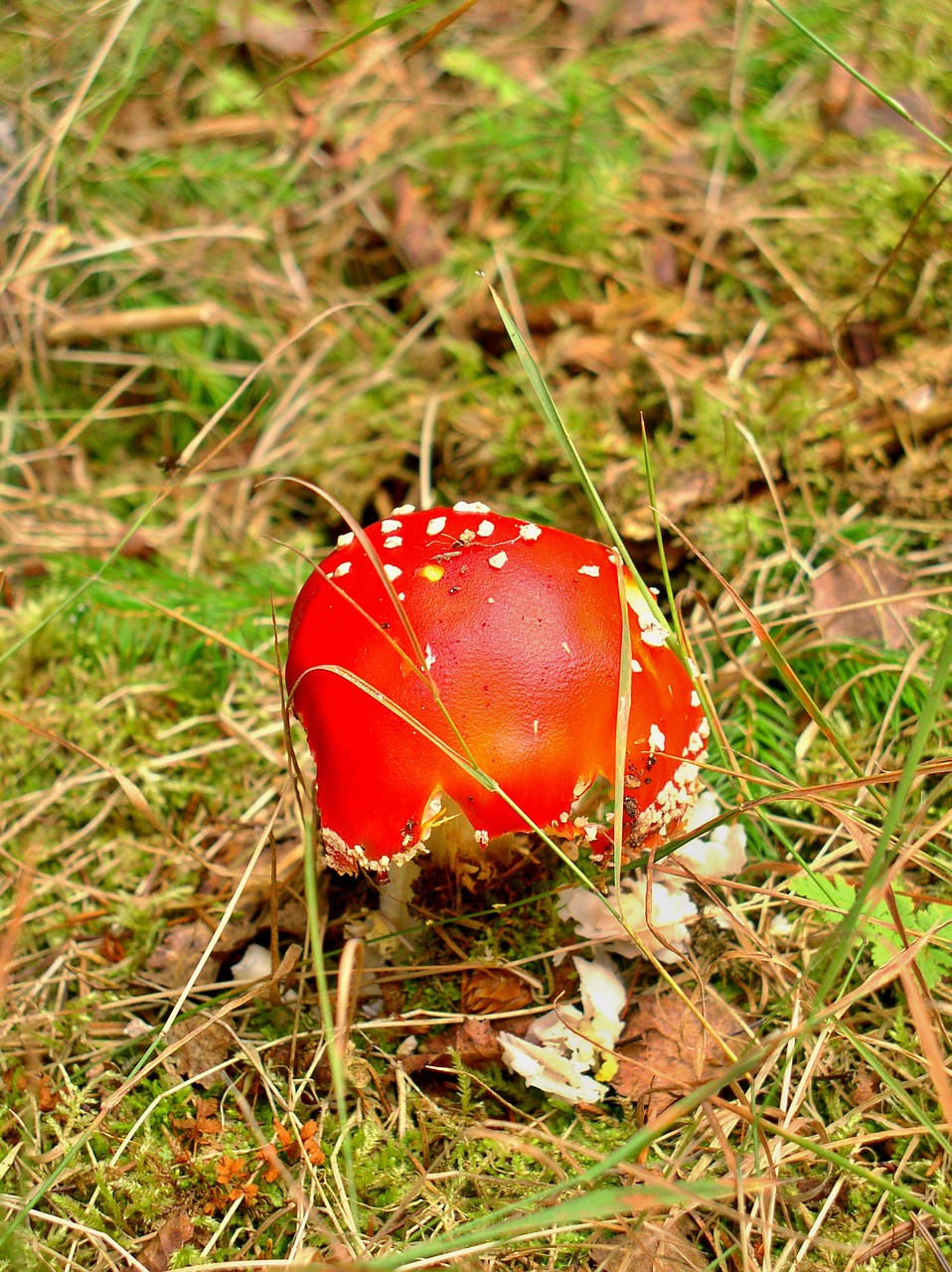 fungus red forest free photo