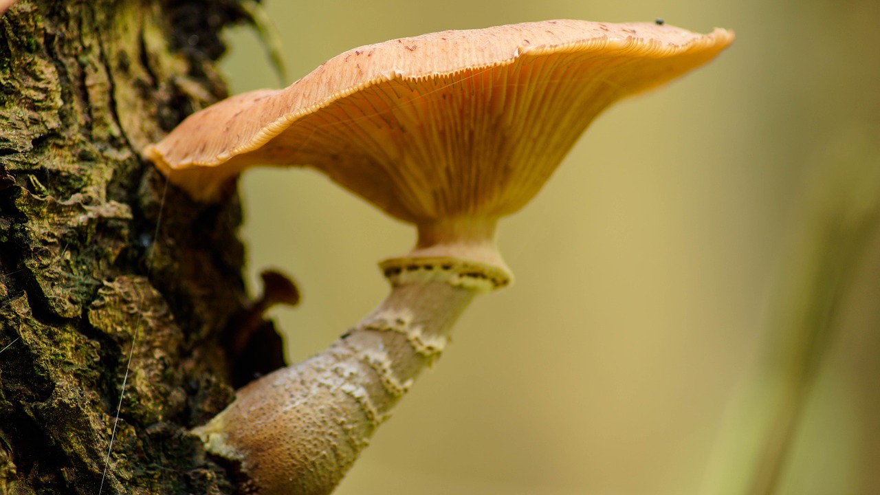 fungus tree nature free photo