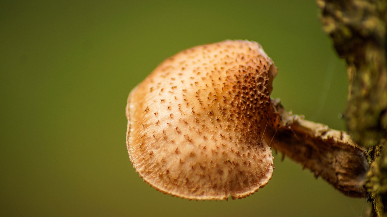 fungus tree nature free photo