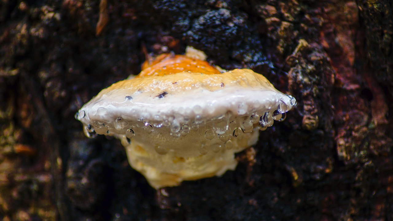 fungus tree bark free photo