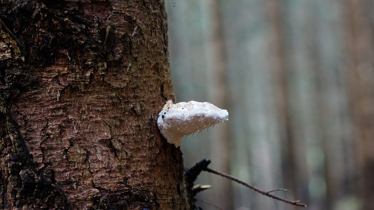 fungus tree mushroom free photo