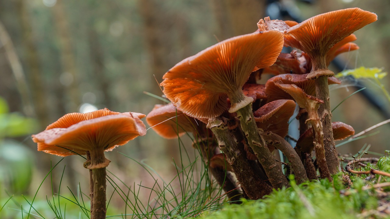 fungus nature plant free photo