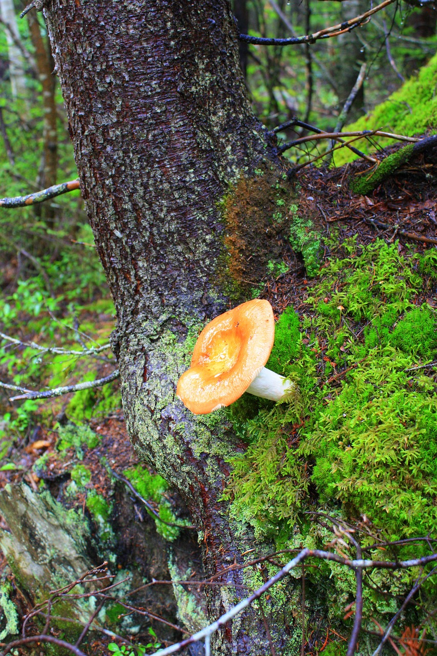 fungus nature forest mushrooms free photo