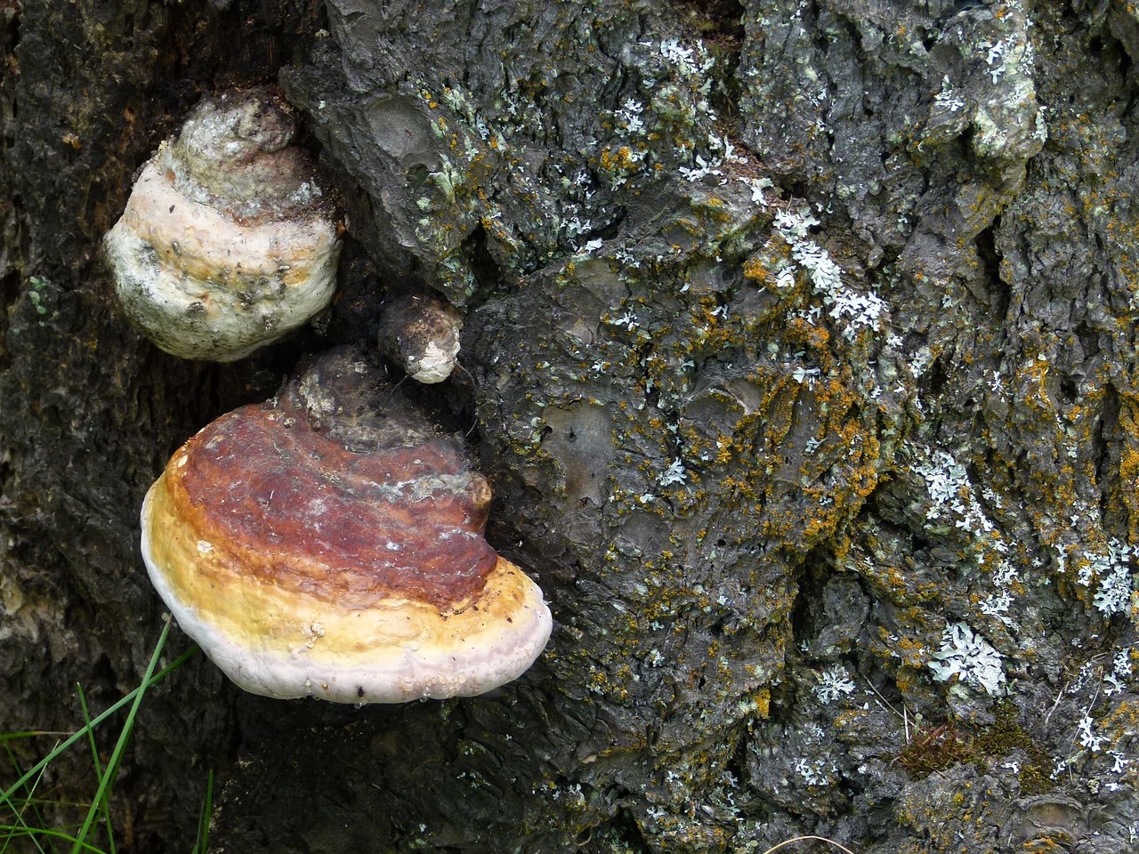 fungus mushroom fungi free photo