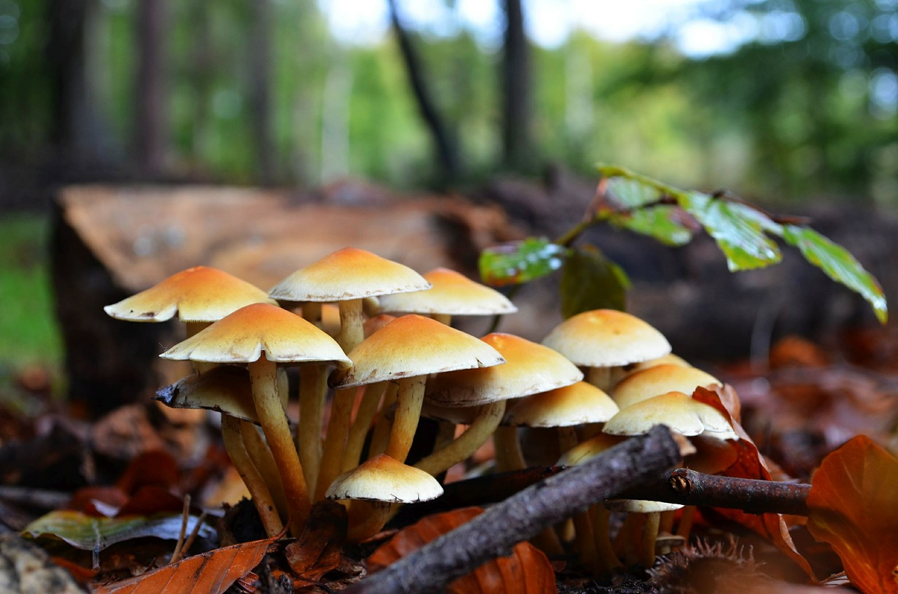 fungus fall forest mushrooms free photo