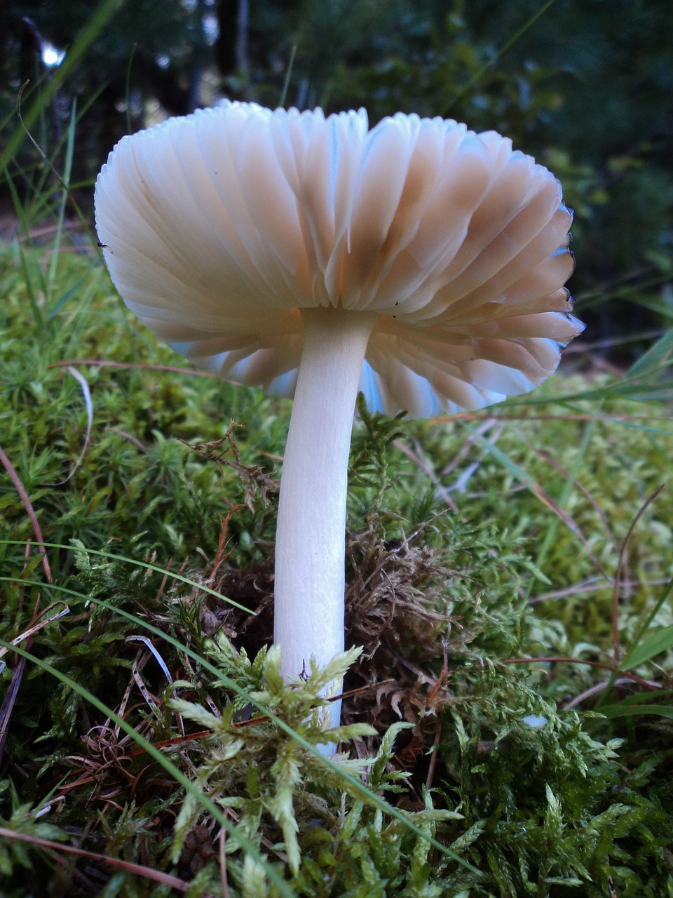 fungus mushroom forest free photo