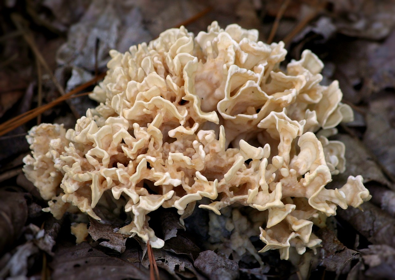 fungus mushroom forest floor free photo