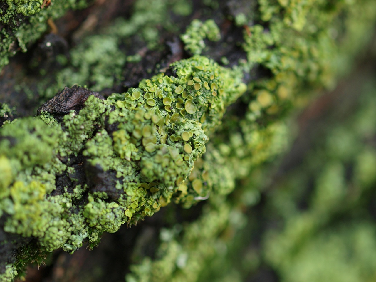 fungus moss green free photo