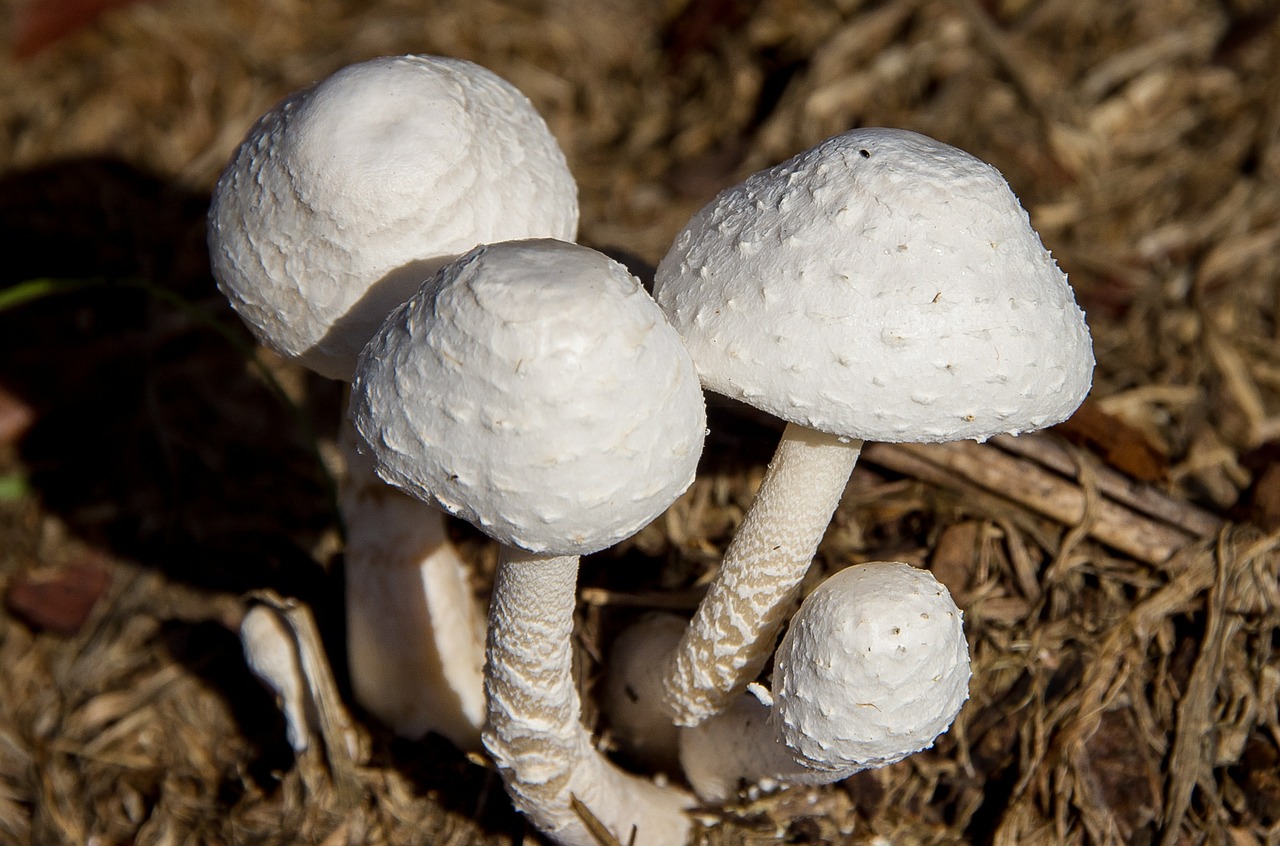 fungus white mushroom free photo