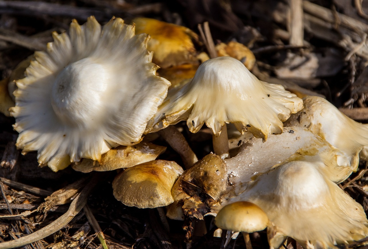 fungus white brown free photo