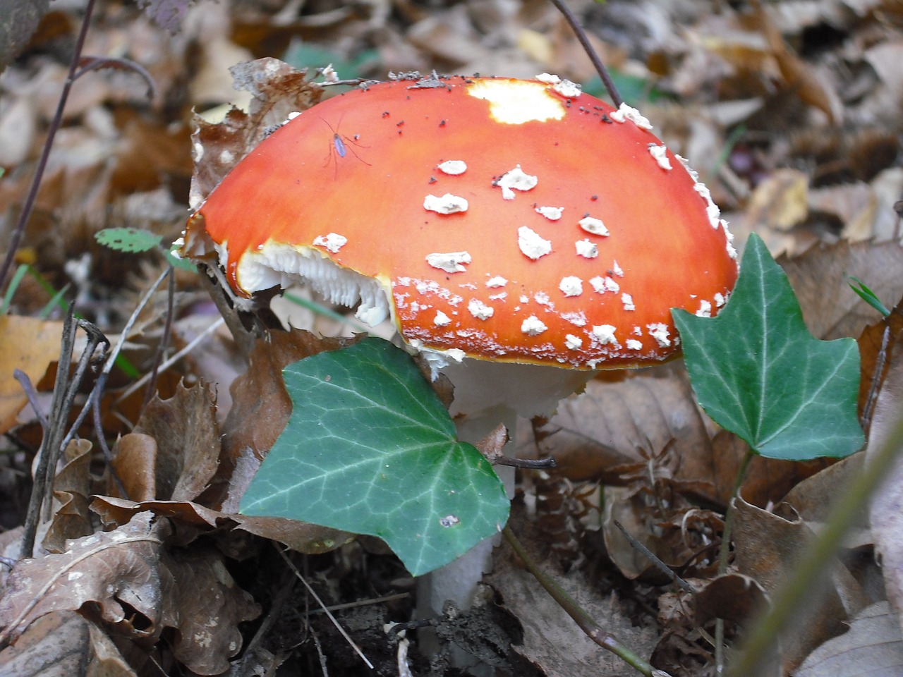 fungus red undergrowth free photo