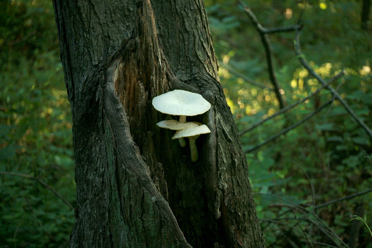 fungus fungi white free photo
