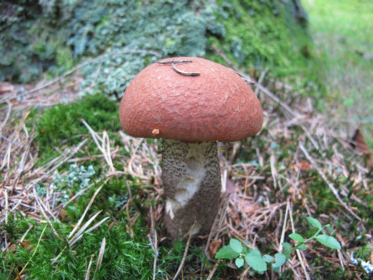 fungus orange birch forest free photo