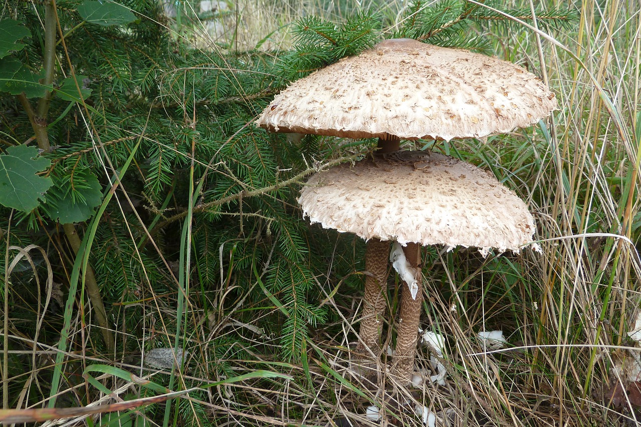 fungus parasol baking free photo