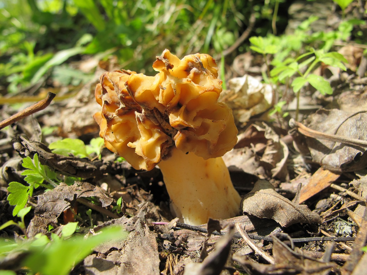 fungus e czech smrž free photo