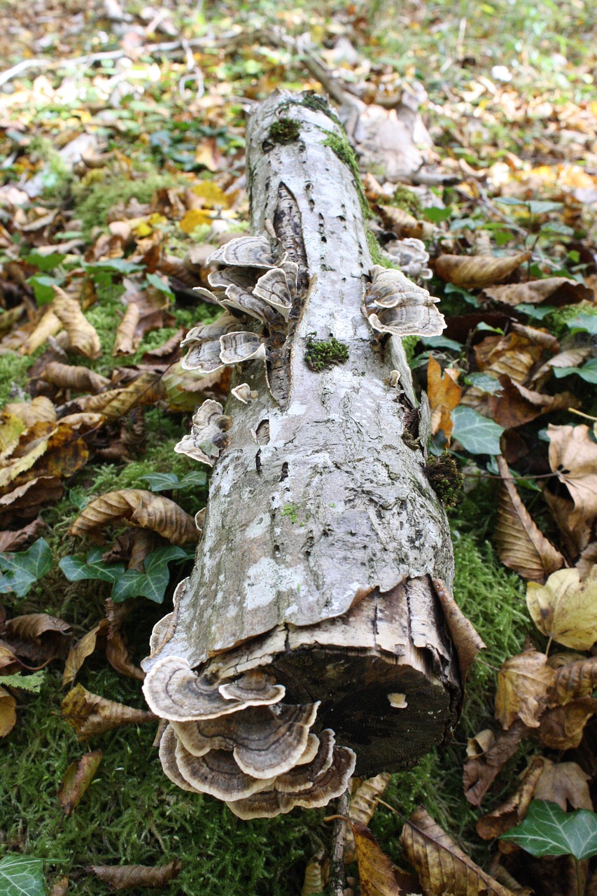 fungus forest nature free photo