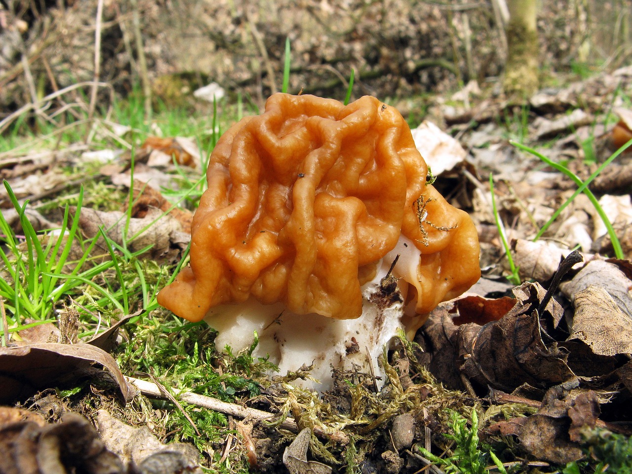 fungus mushrooms ucháč free photo