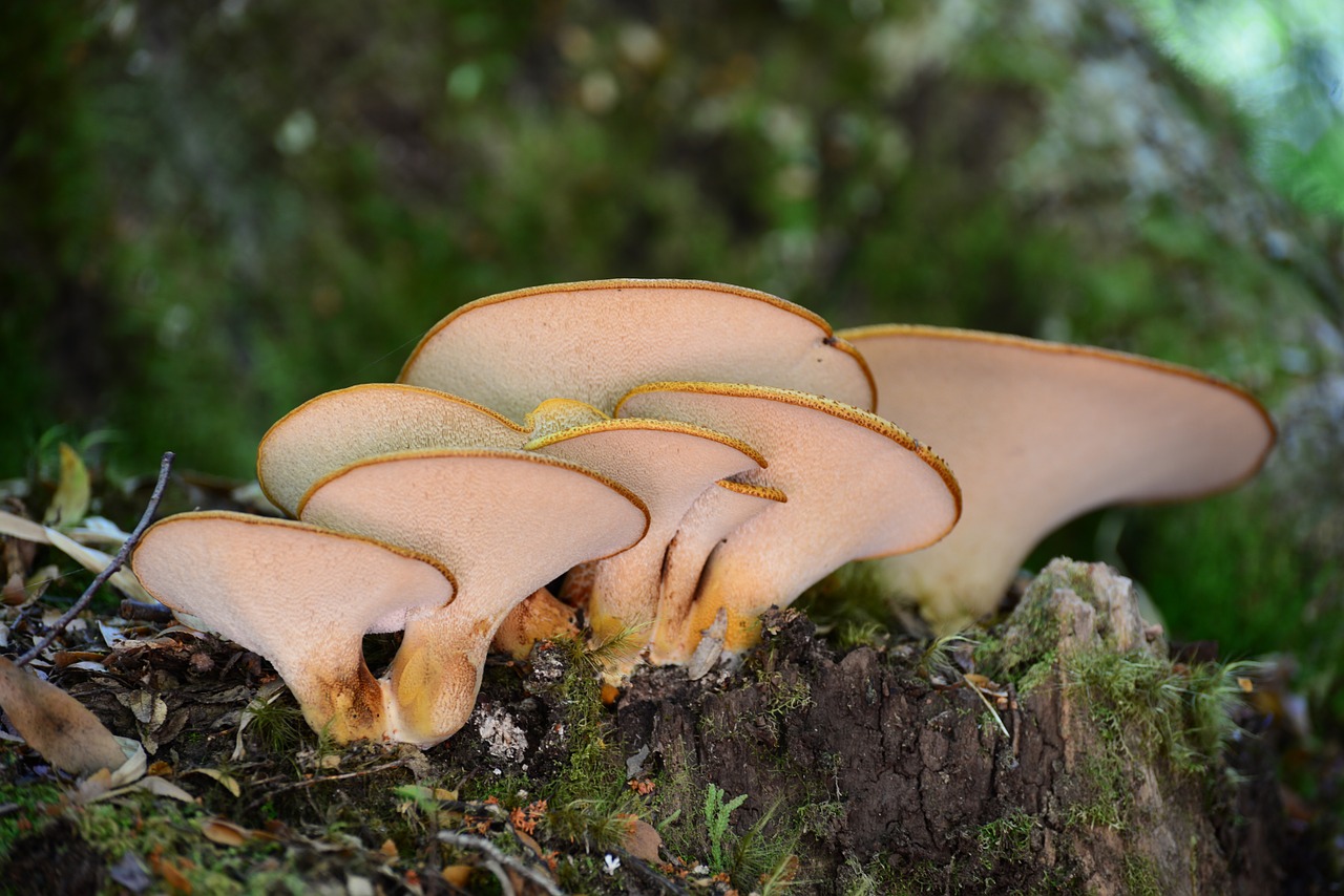 fungus callampa mushrooms free photo