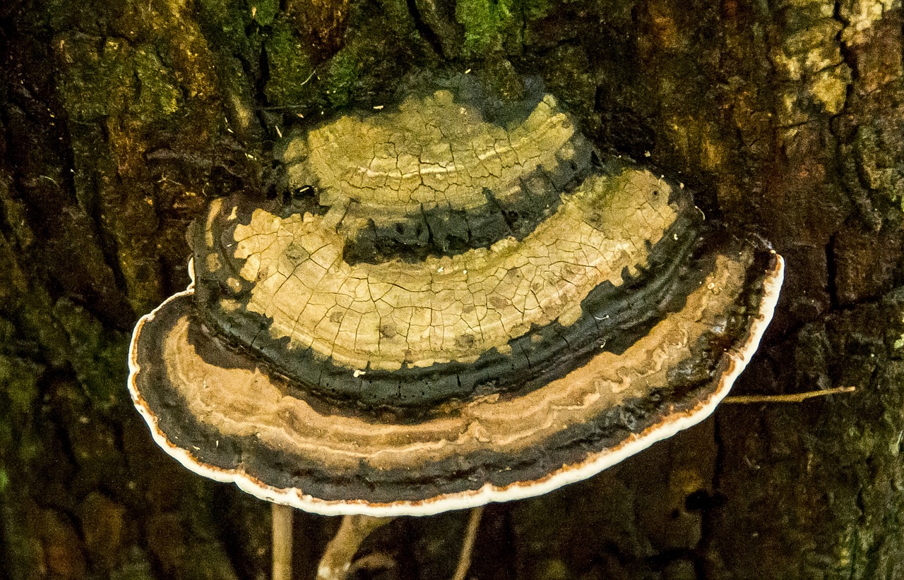 fungus bracket pattern free photo