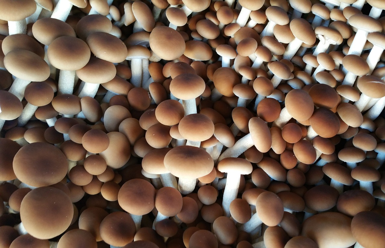 fungus mushrooms forest free photo