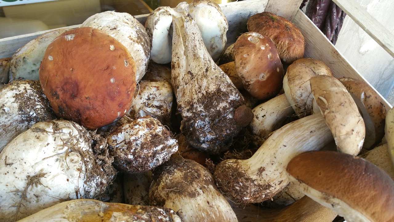 fungus mushrooms king bolete free photo