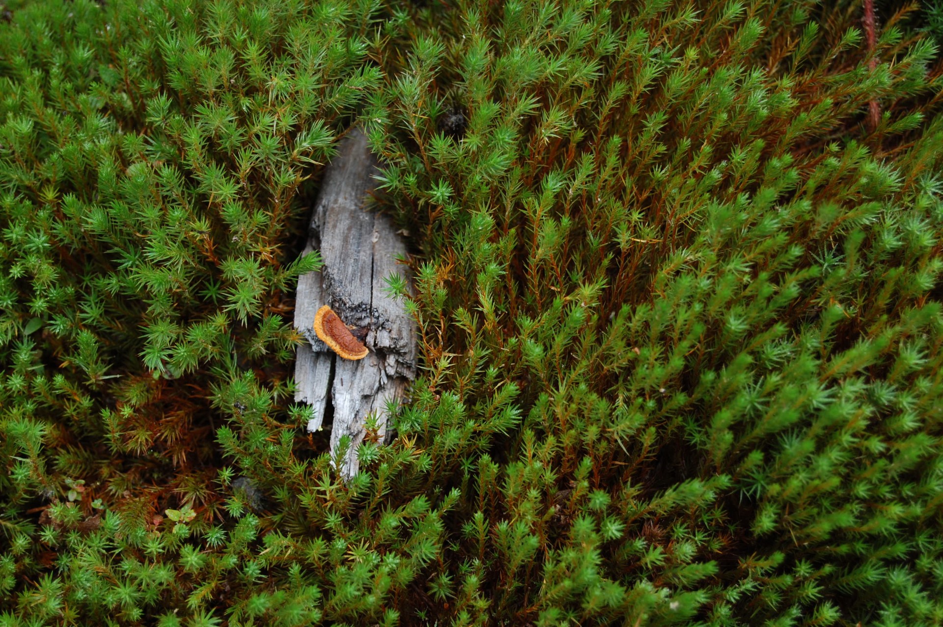 fungus wood fungus on wood free photo