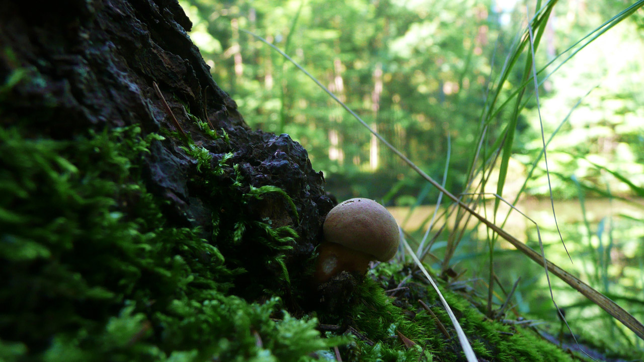 mushroom fungus free pictures free photo