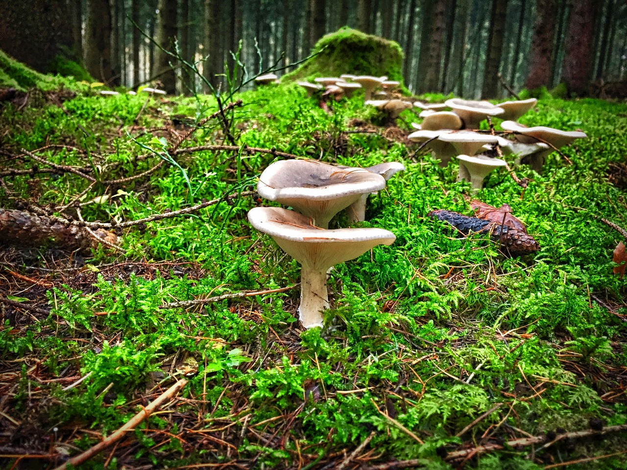 funnel-ling mushroom hexenring free photo