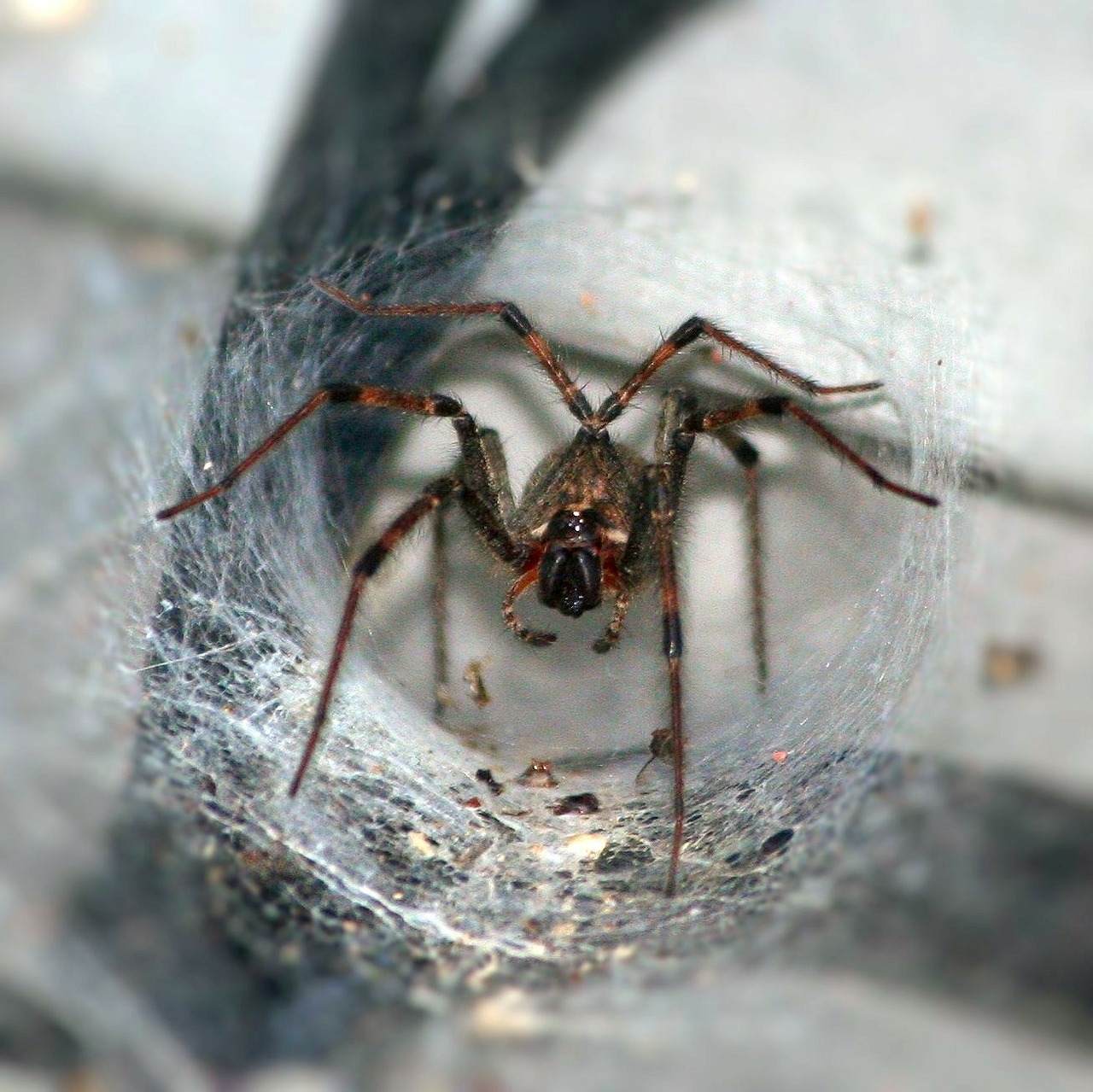 funnel spider arachnophobia arthropod free photo
