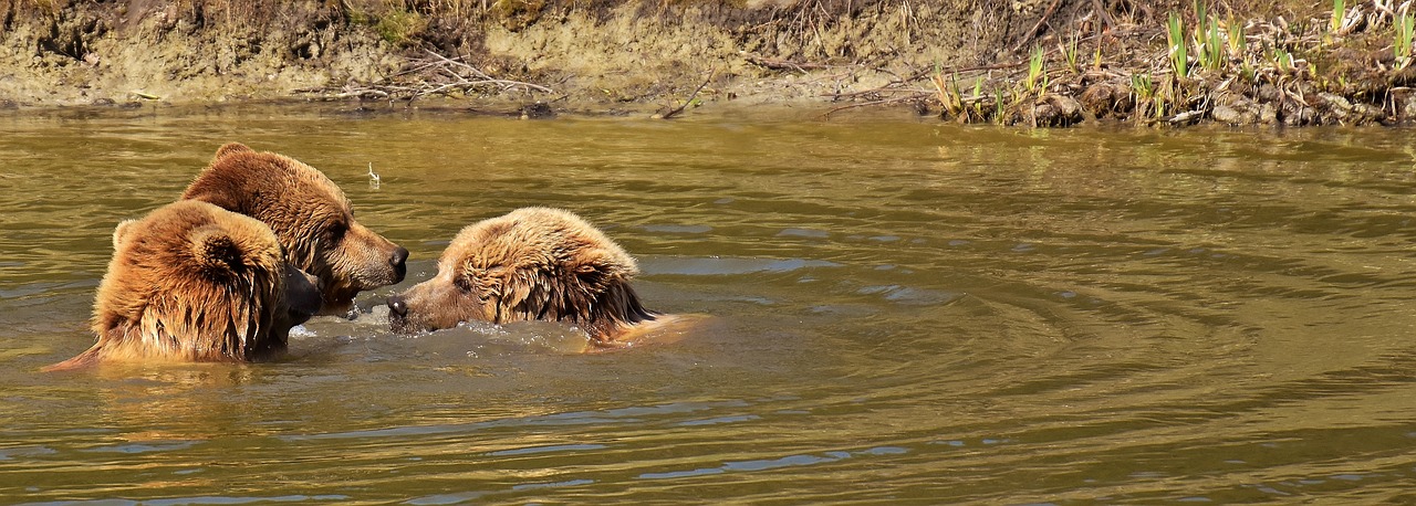 funny meeting european brown bear free photo