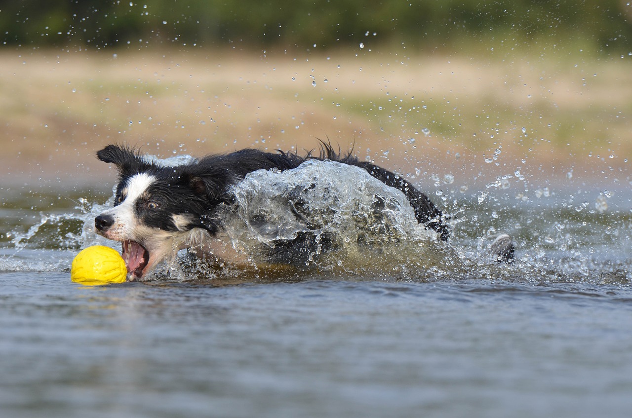 funny border collie jump free photo