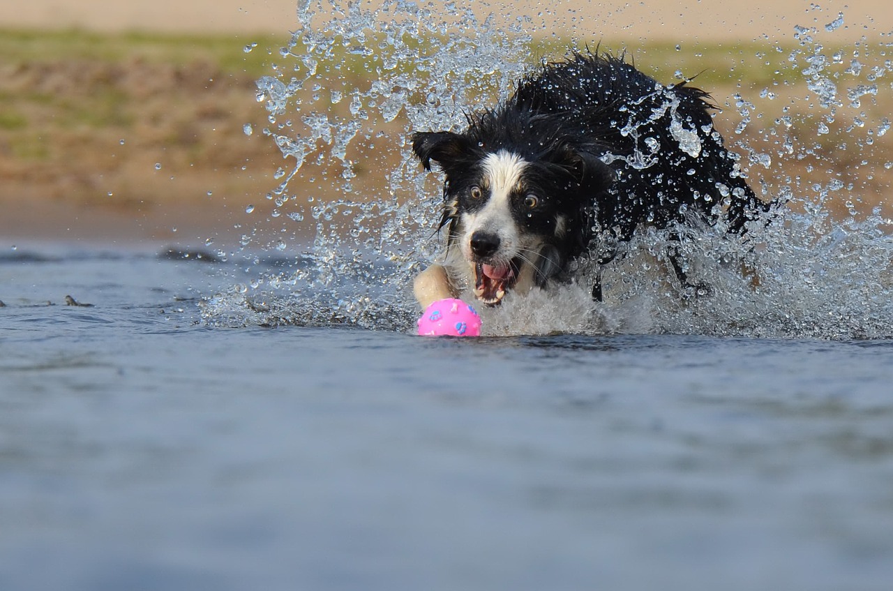 funny border collie jump free photo